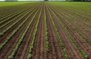 Bakliyat Sektöründen Haberler - Arjantin 2021 Kuru Fasulye Hasadı